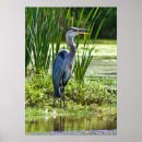 Buscar garza gris posters Garzas