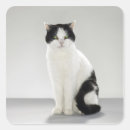 Buscar gato de ojos verdes pegatinas Gris