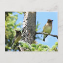 Buscar cera postales Pájaro