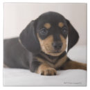 Buscar miniatura azulejos Naturaleza