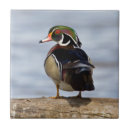 Buscar pato azulejos Elegante