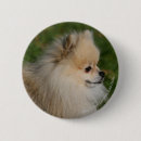 Buscar pomerania chapas Fotógrafo canino