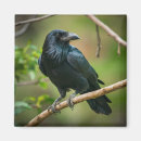 Buscar raven imanes Negro