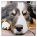Buscar perro del collie azulejos Perro de oveja