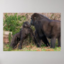 Buscar animal joven posters Familia