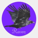 Buscar black crow pegatinas Cínico