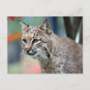 Buscar rufus postales Lynx