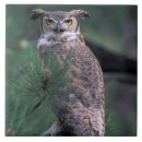 Buscar colorado azulejos 6 º estadía