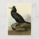 Buscar con cresta postales Cormorán de doble cresta
