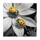 Buscar abeja azulejos Blanco y negro