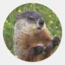 Buscar día de los groundhogs Días de fiesta