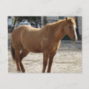 Buscar caballo de salto postales Raza