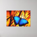 Buscar mariposas lienzos General y unisex