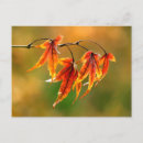 Buscar hojas de arce japonesas postales Otoño
