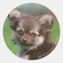 Buscar perritos de la chihuahua pegatinas De pelo largo