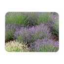 Buscar flowers imanes Lavender