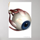 Buscar ojo posters Frente