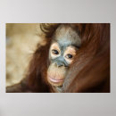 Buscar orangután posters Imagen del color