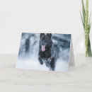 Buscar pastor alemán negro tarjetas Perro