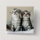 Buscar gatito chapas Gato