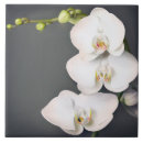 Buscar orchidee Phalaenopsis
