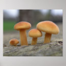 Buscar taburete posters Hongos