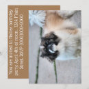 Buscar shih tzu invitaciones Adorable