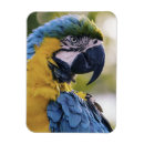 Buscar macaw imanes Fotografía