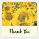 Buscar girasoles amarillos pegatinas Flores silvestres