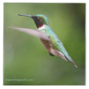 Buscar rubí throated Hummer