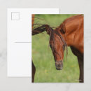 Buscar cola de caballo postales 1 ᵉʳ cola