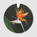 Buscar pájaro tropical adornos Para todos