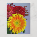 Buscar margarita del gerbera postales Rojo
