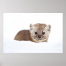 Buscar animal joven posters Nieve
