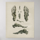Buscar dedos del pie posters Anatomía