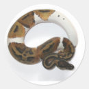 Buscar python pegatinas Pitón