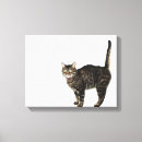 Buscar gato de tabby lienzos Felino