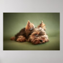 Buscar yorkie arte Perrito