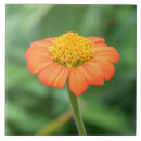 Buscar daisy azulejos Fotografía