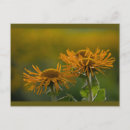 Buscar colores fuertes postales Flores