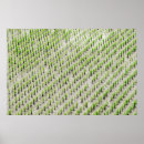 Buscar arroz fotografía Verde
