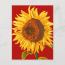 Buscar girasol hermoso postales General y unisex