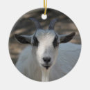 Buscar cabras adornos Foto