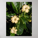 Buscar leus arte Tropical