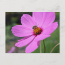 Buscar abeja de la miel postales Invitados
