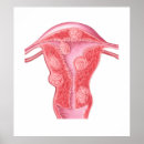 Buscar ovarios posters Anatomía