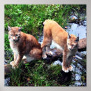 Buscar linces posters Animal