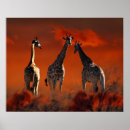 Buscar jirafa posters Vida salvaje