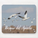 Buscar bosque del apache Pájaro
