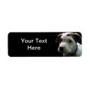 Buscar perrito del dogo Pitbull